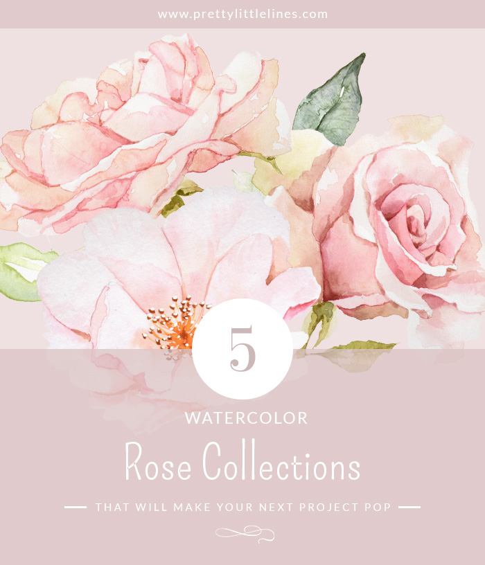 watercolor rose